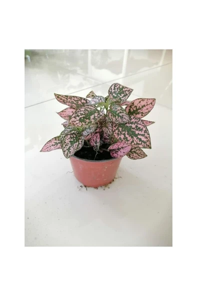 Hostes Çiçeği (Hypoestes) Çilli Yaprak Çiçeği Puantiyeli 10-20 cm ürün görseli 1