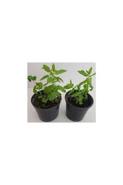 Kokulu Aromalı Doğal Nane Fidanı 2 Adet 10-20 cm ürün görseli 1
