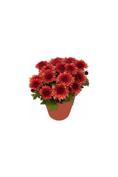 Bodur Kasımpatı Kırmızı Renk Saksılı 10-20 cm ürün görseli 1