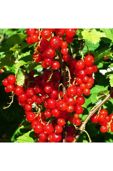 Red Lake Frenk Üzümü Fidanı 10-20 cm ürün görseli 1