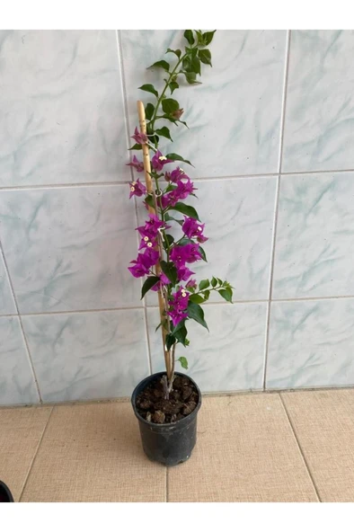 Mor Begonvil Çiçeği Fidanı 10-20 cm ürün görseli 1