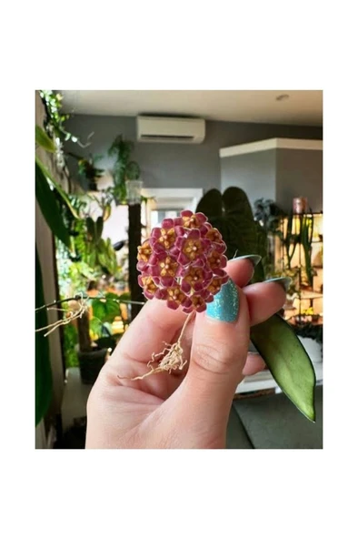 Lila Sarı Renk Çiçek Açan Mum Çiçeği Fidanı 10-20 cm ürün görseli 1