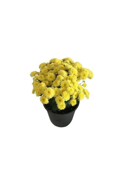 Sarı Kasımpatı Krizantem Hüzün Çiçeği 5-10 cm Chrysanthemum ürün görseli 1