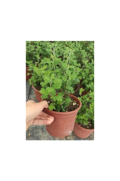 Açık Mor Kasımpatı Çiçeği Saksıda 10-20 cm ürün görseli 1