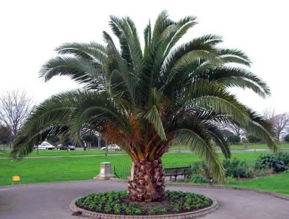 saksıda 5 yaş phoenix canariensis hurma  palmiyesi 130-150 cm ürün görseli 1