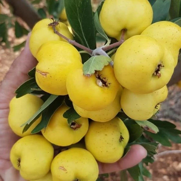 TÜPLÜ AŞILI, İRİ MEYVELİ SARI BELEN ALIÇ FİDANI 50-70 CM ürün görseli 1