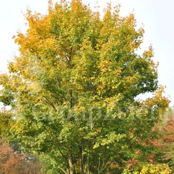 Tüplü Soğuklara Dayanıklı Acer Saccharum Şeker Campestre Fidanı ürün görseli 1