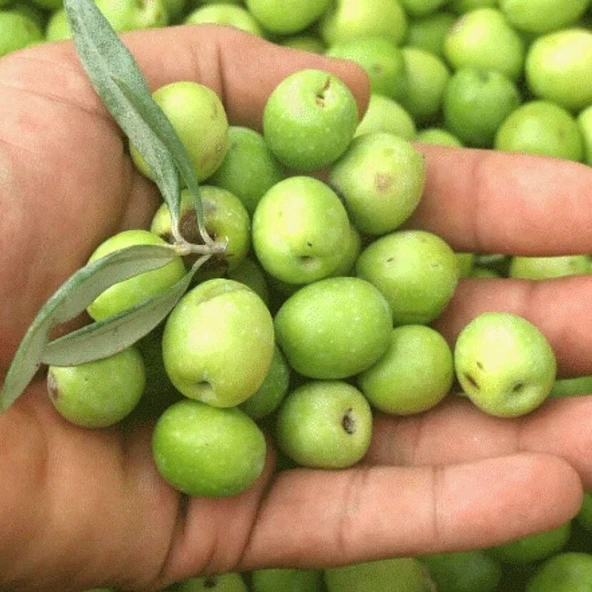 Yüksek Aromalı Susuzluğa Dayanıklı Sofralık Yağlık Hatay Halhalı Zeytin Fidanı (10-20 CM) ürün görseli 1