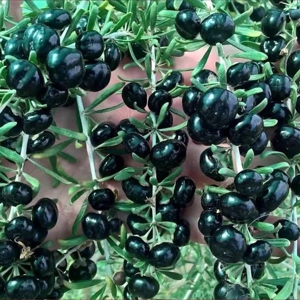 Yüksek Antioksidan Değerine Sahip Soğuklara Dayanıklı Nadir Siyah Goji Berry Fidanı Seneye Meyve Verir  Durumunda ürün görseli 1