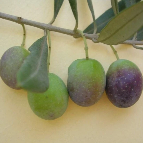 Susuzluğa Dayanıklı Sofralık Nizip Yağlık Zeytin Fidanı (10-20 CM) ürün görseli 1