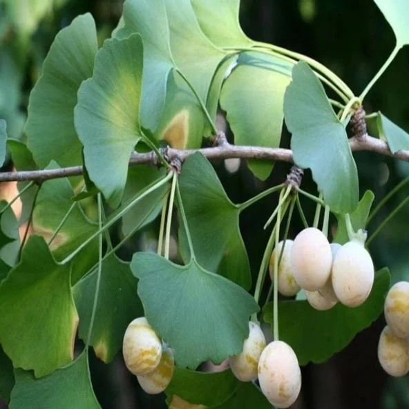 Tüplü Soğuklara Dayanıklı Şifalı Mabet Ağacı Ginkgo Biloba Fidanı ürün görseli 1