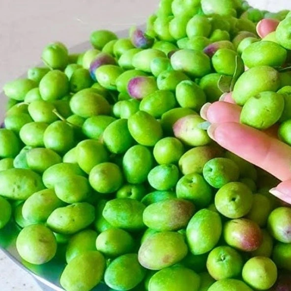 Yüksek Aromalı Susuzluğa Dayanıklı Sofralık Yağlık İri Melkabazi Zeytin Fidanı (10-20 cm) ürün görseli 1