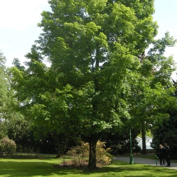 Tüplü Soğuklara Dayanıklı Acer Saccharum Şeker Akçaağaç Fidanı ürün görseli 1