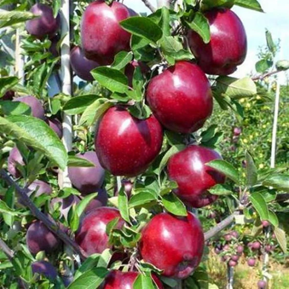3 YAŞ TÜPLÜ JERONİME ELMA FİDANI BOY 130-150 CM ürün görseli 1