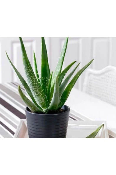 Alovera Çiçeği Fidanı Saksılı 10-20 cm ürün görseli 1