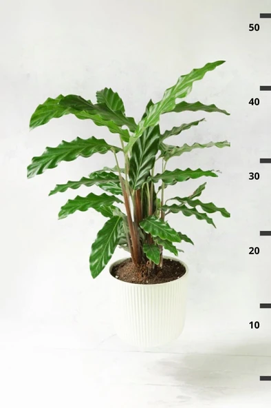 PTTAVM: Calathea Rufibarba Wavestar Kalatya Dua iei Canl Salon Bitkisi  20 - 40 Cm