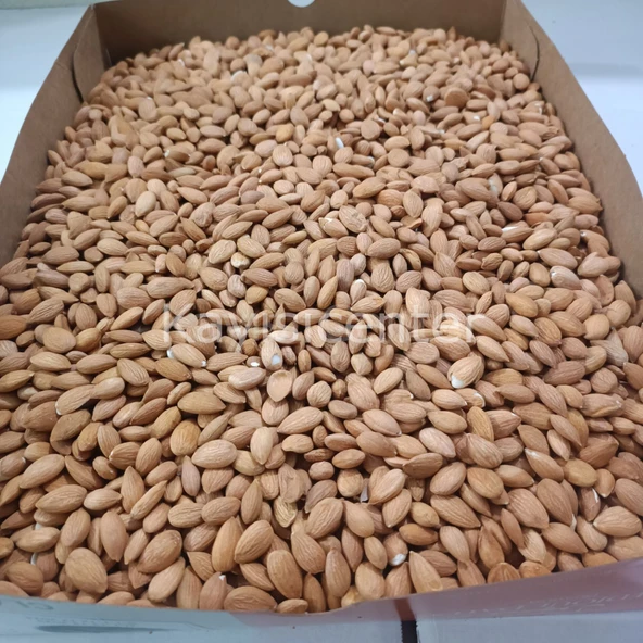 Toptan Kayısı Çekirdeği 10 Kg ürün görseli 1
