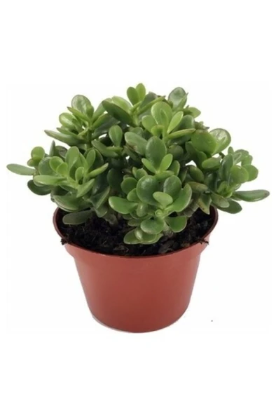 Para Çiçegi Bonsai Bitkisi Para Ağacı Şans Bereket Bitkisi 10-20 cm ürün görseli 1