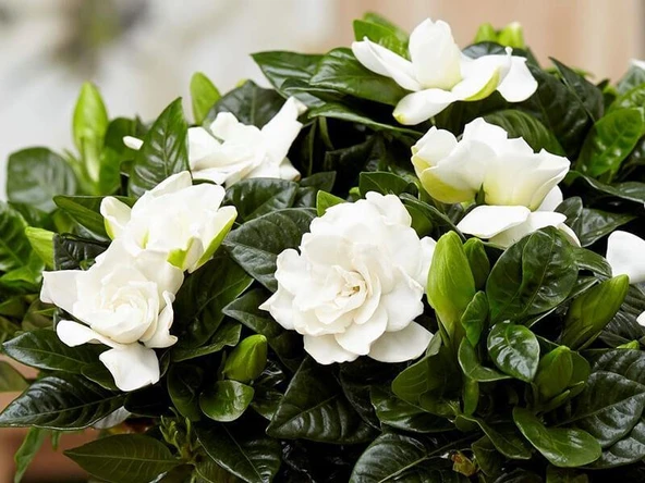 Gardenya Çiçeği Fidanı 10-20 cm ürün görseli 1