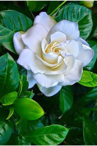 Gardenya Çiçeği Fidanı 10-20 cm - Resim 2