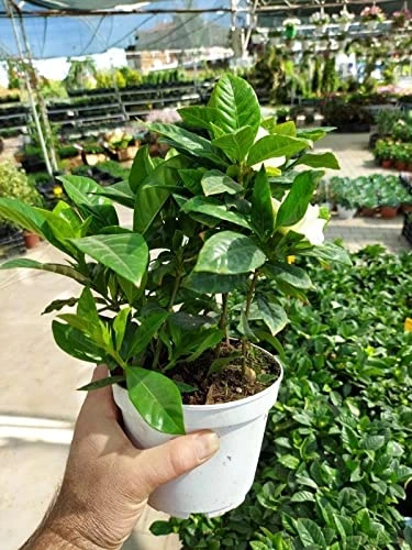 Gardenya Çiçeği Fidanı 10-20 cm - Resim 4