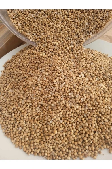 Kişniş Tohumu 100 gr - Resim 3