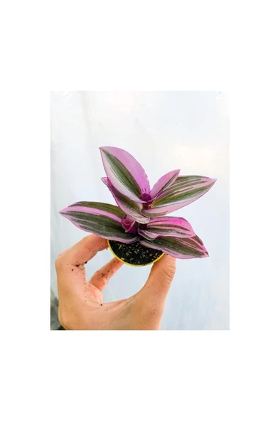 Çizgili Pembe Telgraf Çiçeği 10-20 cm ürün görseli 1