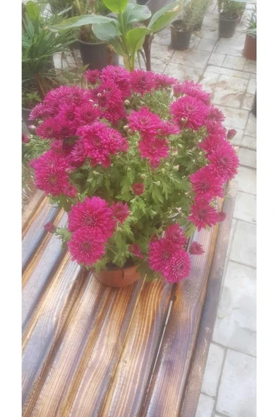 Kasımpatı Krizantem, (Chrysanthemum) Çiçeği Pembe 10-20 cm ürün görseli 1