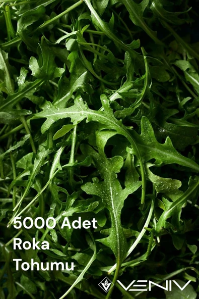 5000 Adet Roka Tohumu 2 Paket ürün görseli 1