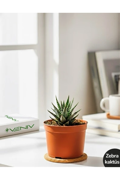 Zebra Kaktüsü- Haworthia fasciata 1 Adet 5.5 cm- Canlı ürün görseli 1