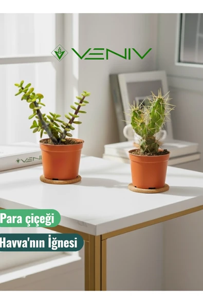 2 Adet Canlı Kaktüs - Para Çiçeği- Havva'nın İğnesi ürün görseli 1