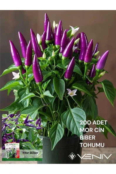 200 Adet Cin Biber Tohumu 2 Paket ürün görseli 1
