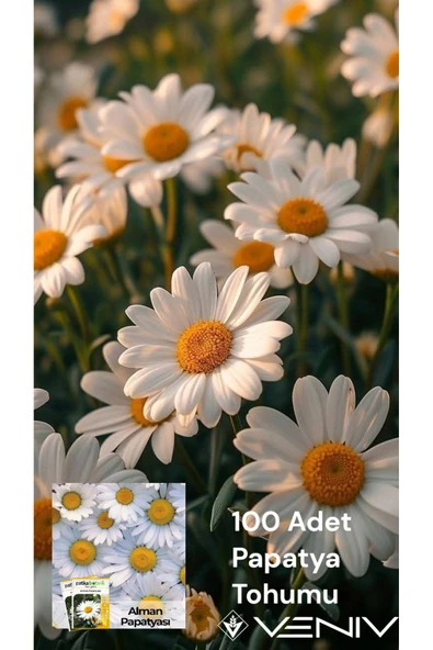 100 Adet Papatya Tohumu 2 Paket ürün görseli 1