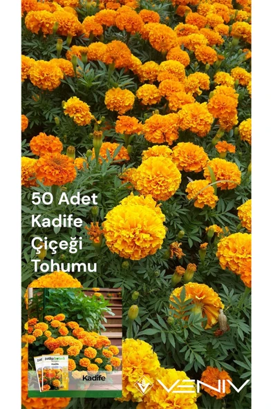50 Adet Kadife Çiçeği Tohumu 2 Paket ürün görseli 1