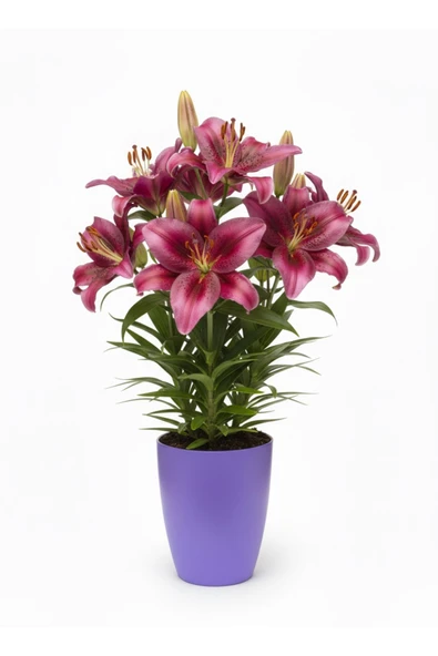Dekoratif Saksı 1.25 L - Lila + Orkide Yetiştirme Saksısı Hediye(12 Pot 1 Adet) ürün görseli 1