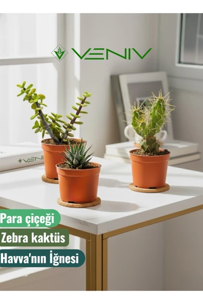 3 Adet Canlı Kaktüs - Para Çiçeği- Havva'nın İğnesi- Zebra Kaktüs ürün görseli 1