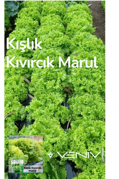 4000 Adet Kışlık Kıvırcık Marul Tohumu- 2 Paket ürün görseli 1