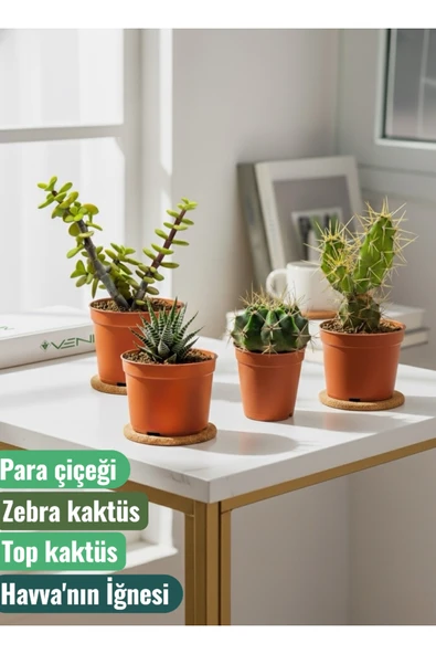 4 Adet Canlı Kaktüs - Para Çiçeği- Zebra Kaktüs - Top Kaktüs- Havva'nın İğnesi ürün görseli 1