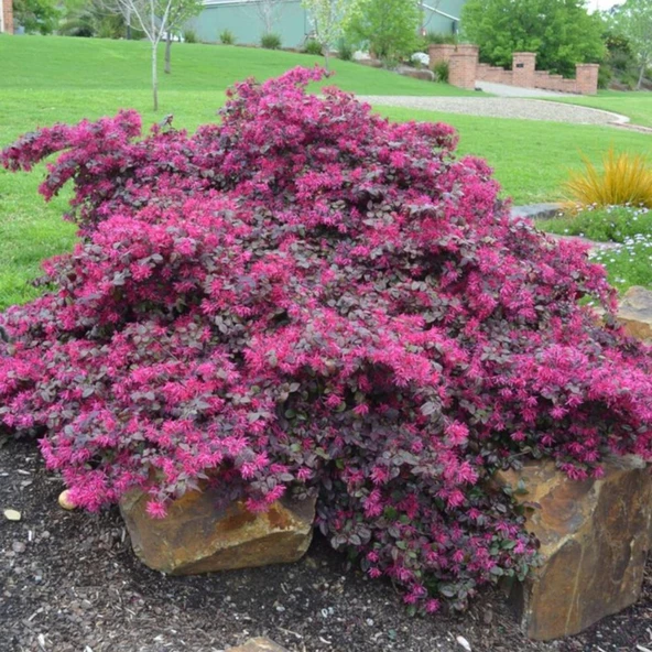 Geniş forumlu saksıda  Loropetalum (Loropetalum Chinense Rubrum)boy 100-120 cm ürün görseli 1