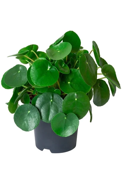 Pilea Para Çiçeği Fidanı 10-20 cm ürün görseli 1