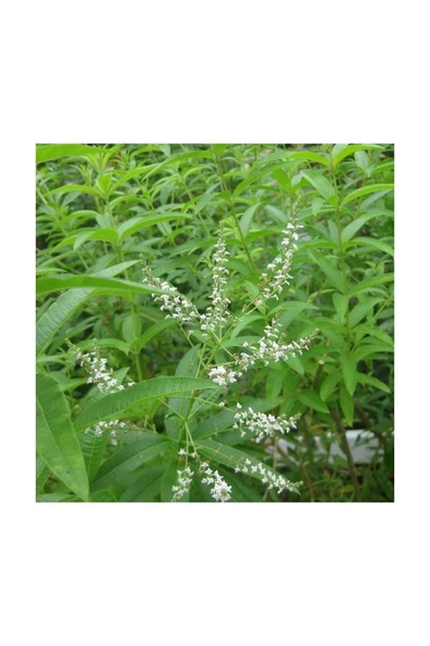 Yoğun Kokulu Aloysia Triphylla Limon Otu Çiçeği Fidanı 10-20 cm ürün görseli 1