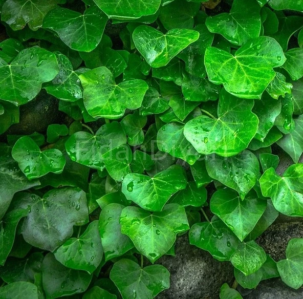 Hedera Helix Yeşil Duvar Sarmaşığı Fidanı 10-20 cm ürün görseli 1