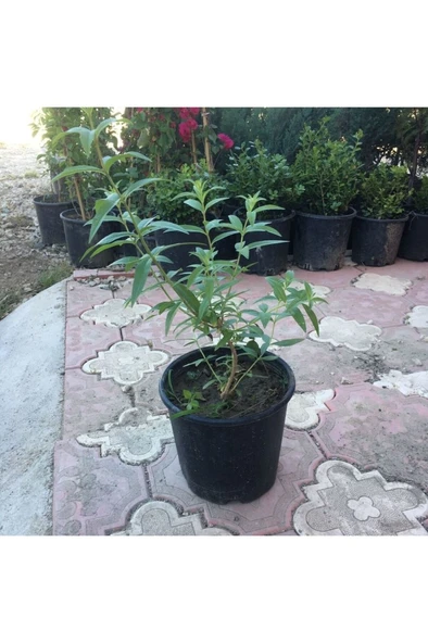 Kokulu Limon Otu Melisa Fidanı 10-20 cm ürün görseli 1