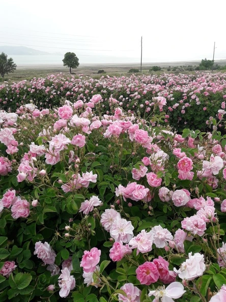 Pembe Yediveren Gül Fidanı Polyanna 1 Adet 10-20 Cm ürün görseli 1