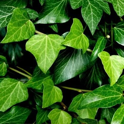 Sarmaşık Fidanı Hedera Helix Hibernica 10-20 cm ürün görseli 1