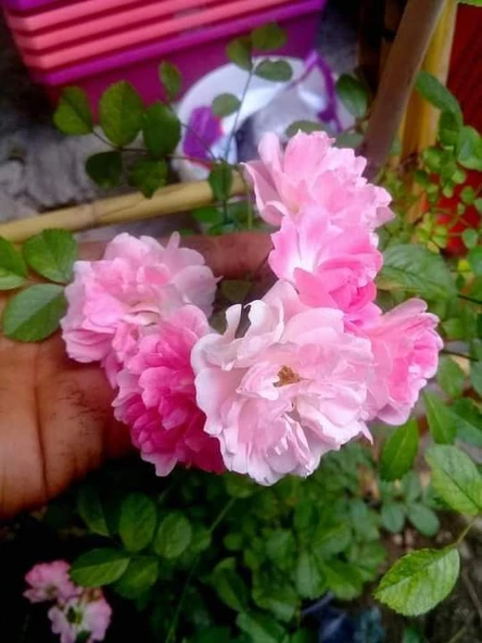 Pembe Gül Fidanı Yediveren Kokulu 10-20 cm ürün görseli 1