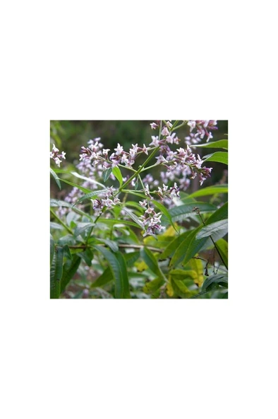 Kokulu Aloysia Triphylla Limon Otu Çiçeği Fidanı 10-20 cm ürün görseli 1