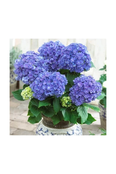 Ortanca Hydrangea Macrophylla Mavi 10- 20 cm ürün görseli 1