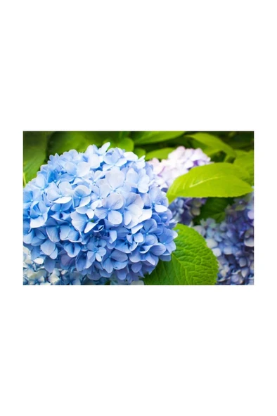 Ortanca Hydrangea Macrophylla Mavi 10- 20 cm - Resim 2
