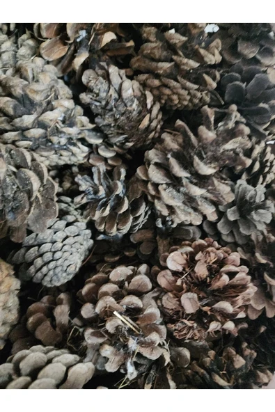 1000 Gram Doğal Çam Kozalak Çırası 1 Kg Çıra Mangal ,soba, Şömine ,Barbekü, Mangal Tutuşturucu ürün görseli 1